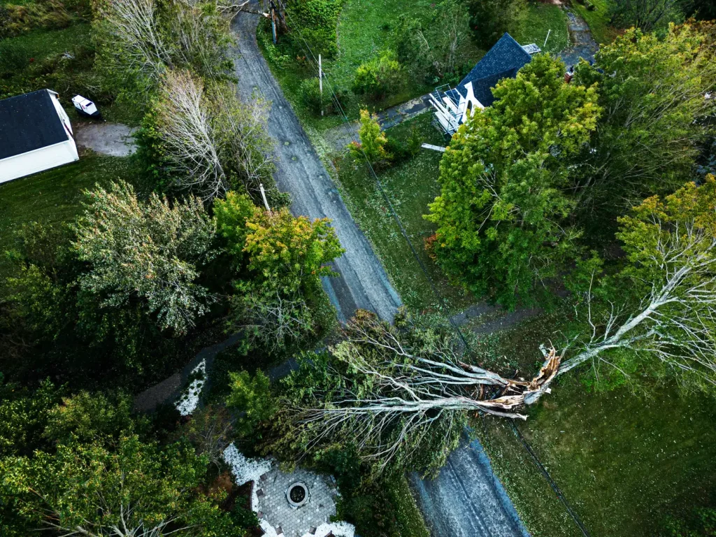 A damaged tree trunk lying across a roadway and on top of downed power lines